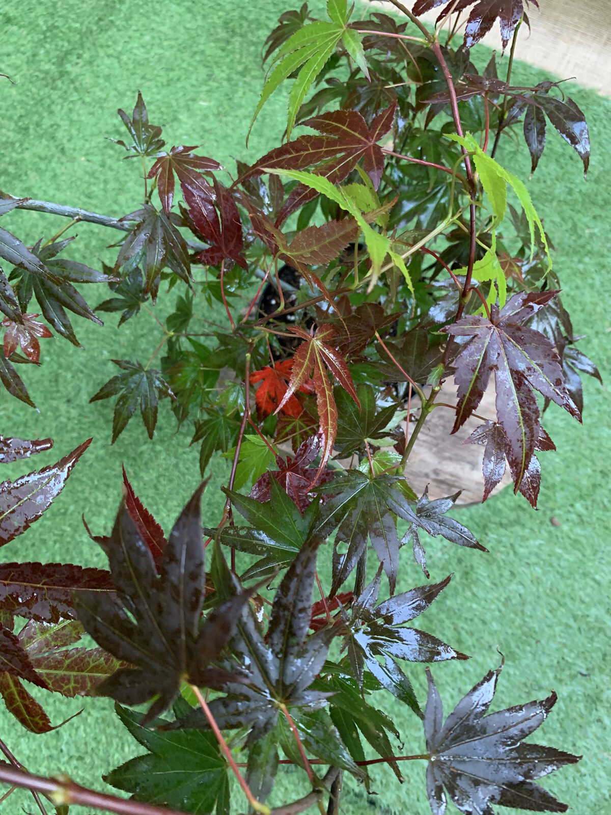 Японський клен (Japanese maple) Atropurpureum