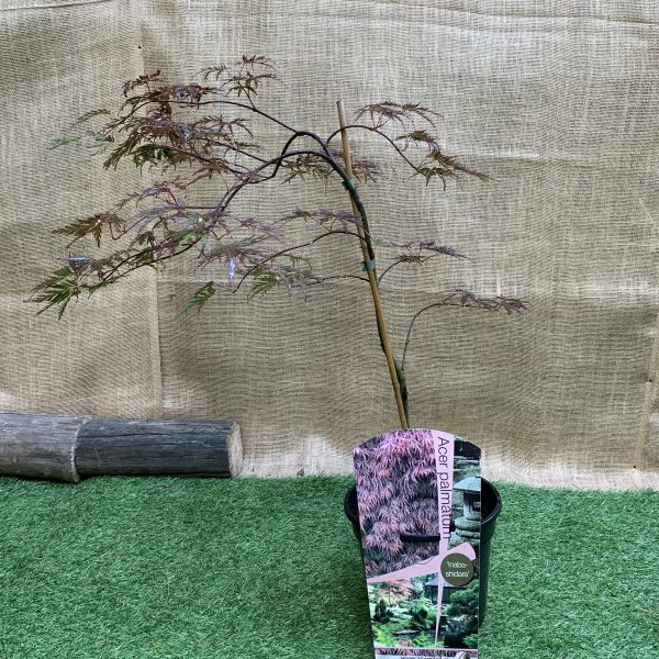 Японський клен (Japanese maple, acer palmatum) Inaba-shidare
