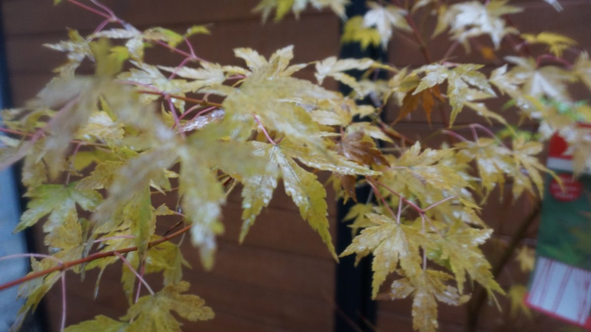 Японський клен Japanese maple, Red winter wood Sango-kaku