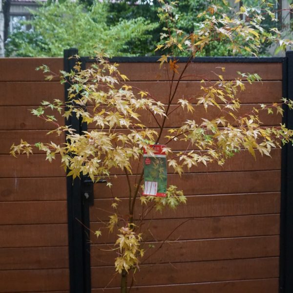Японський клен Japanese maple, Red winter wood Sango-kaku