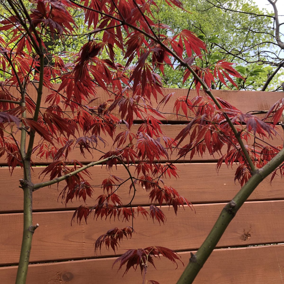 Дорослий японський клен Japanese maple, acer palmatum J.J.