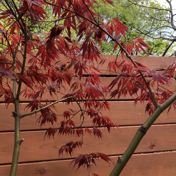Дорослий японський клен Japanese maple, acer palmatum J.J.