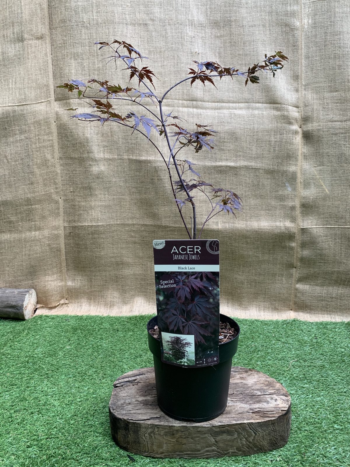 Японський клен Japanese maple, acer palmatum Sumi-nagashi Intense Dark