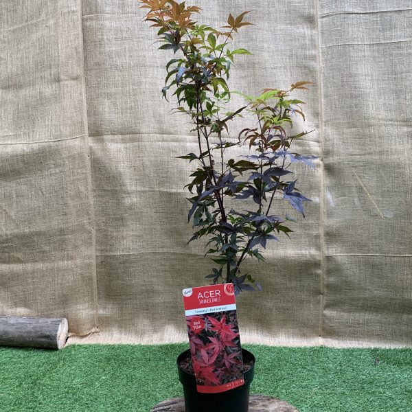 Японський клен Japanese maple, acer palmatum Twomly’s Red Sentinel