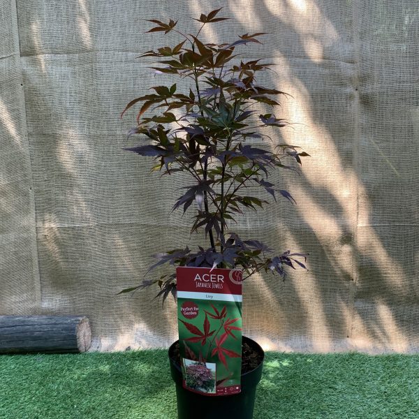Японський клен Japanese maple, acer palmatum Livy Perfect for Garden