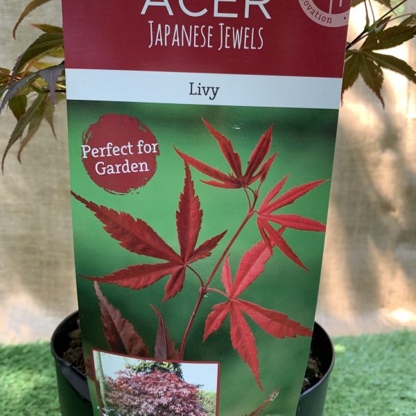 Японський клен Japanese maple, acer palmatum Livy Perfect for Garden