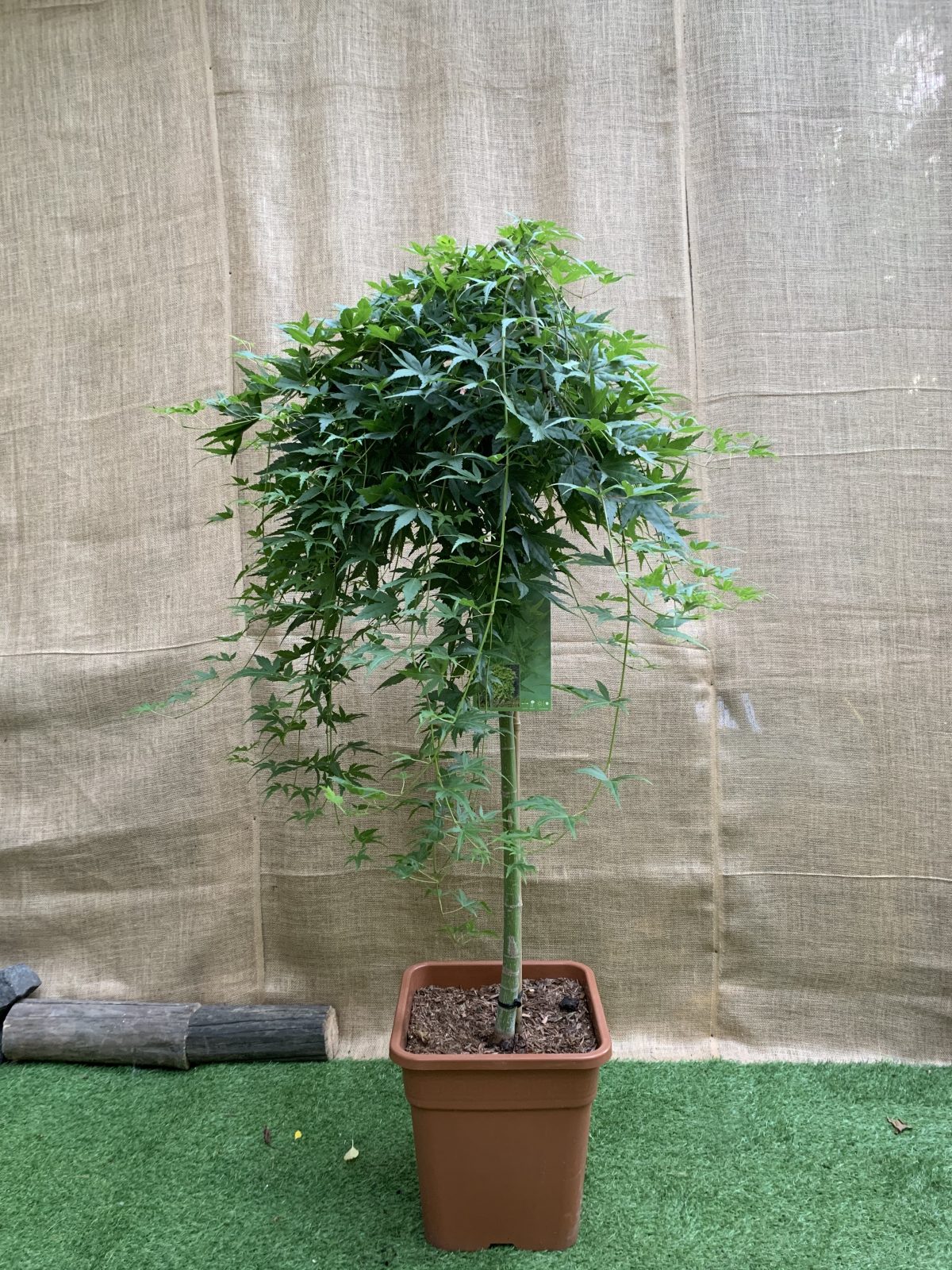Японський клен Japanese maple, acer palmatum Ryusen Green Carpet