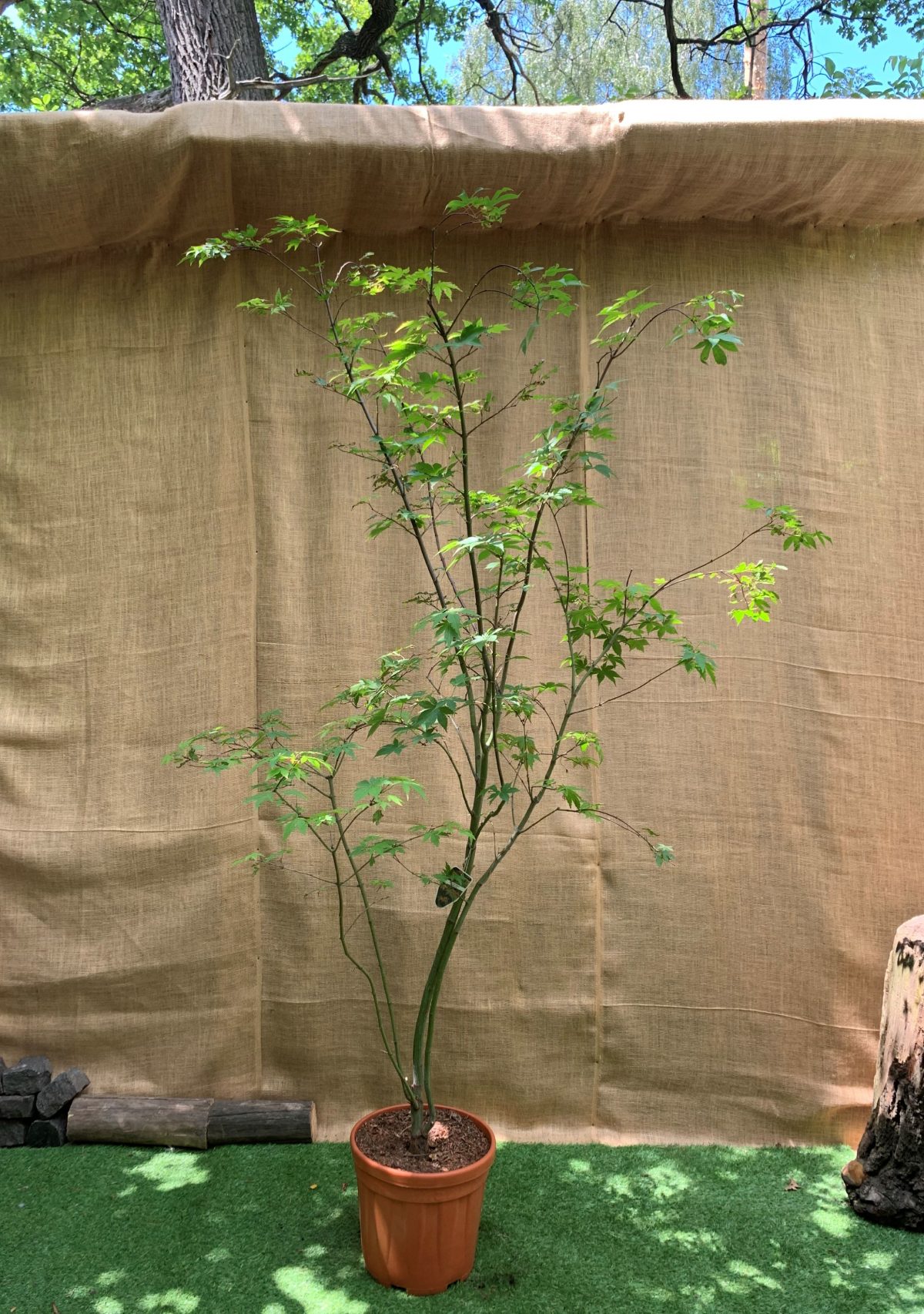 Дорослий японський клен Japanese maple, acer palmatum Osakazuki