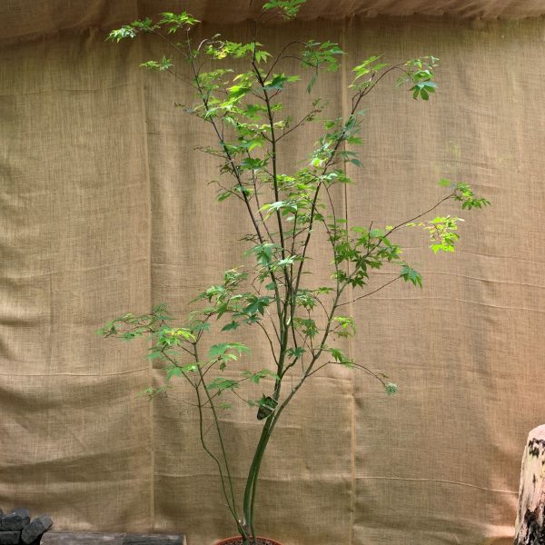 Дорослий японський клен Japanese maple, acer palmatum Osakazuki