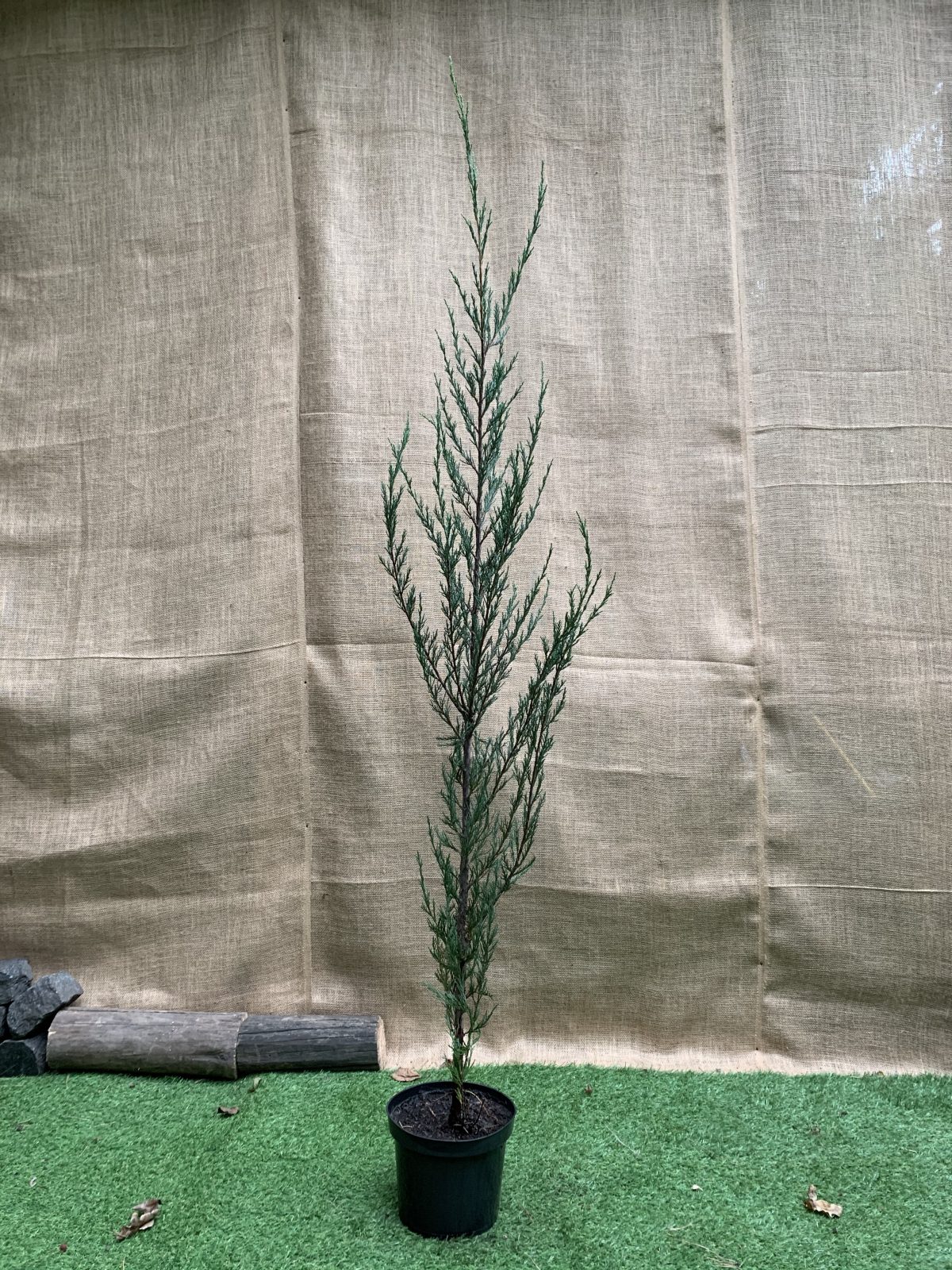 Ялівець скельний Скайрокет Juniperus scopulorum Skyrocket