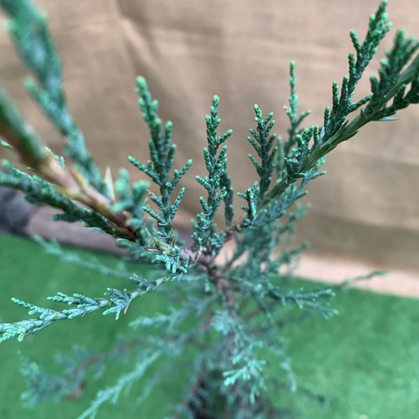 Ялівець скельний Скайрокет Juniperus scopulorum Skyrocket