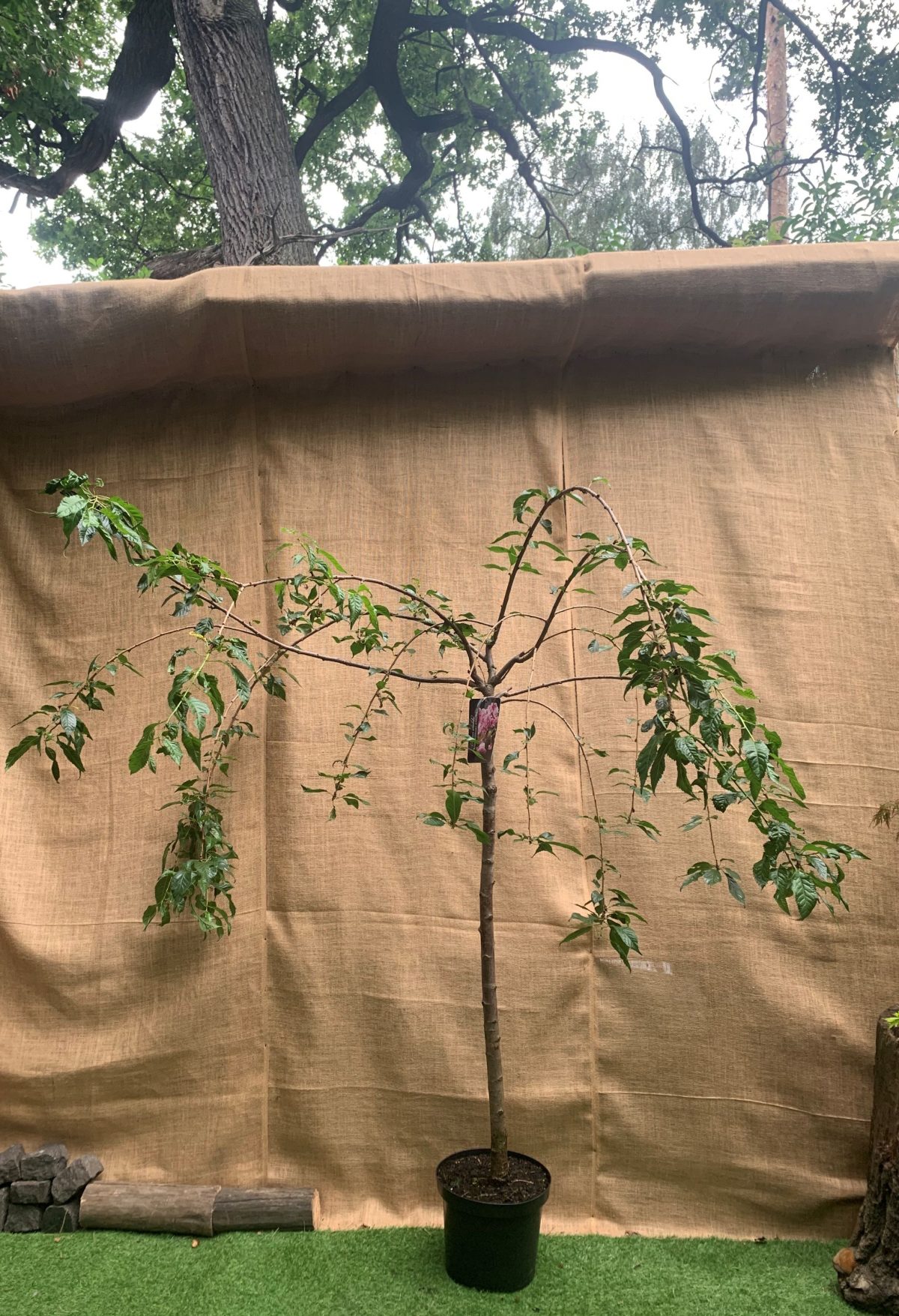 Японська сакура (Prunus Serrulata) Kiku-Shidare-Zakura