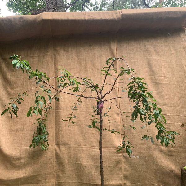 Японська сакура (Prunus Serrulata) Kiku-Shidare-Zakura