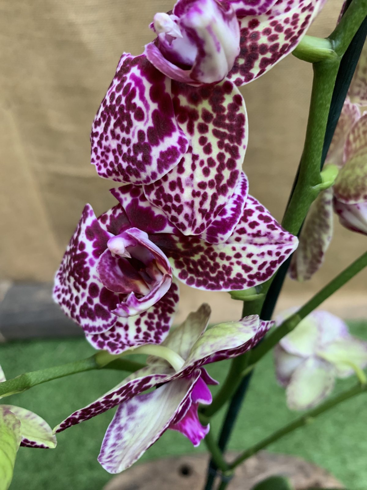 Орхідея Фаленопсис Дикий Кіт Orchid Phalaenopsis Wild Cat