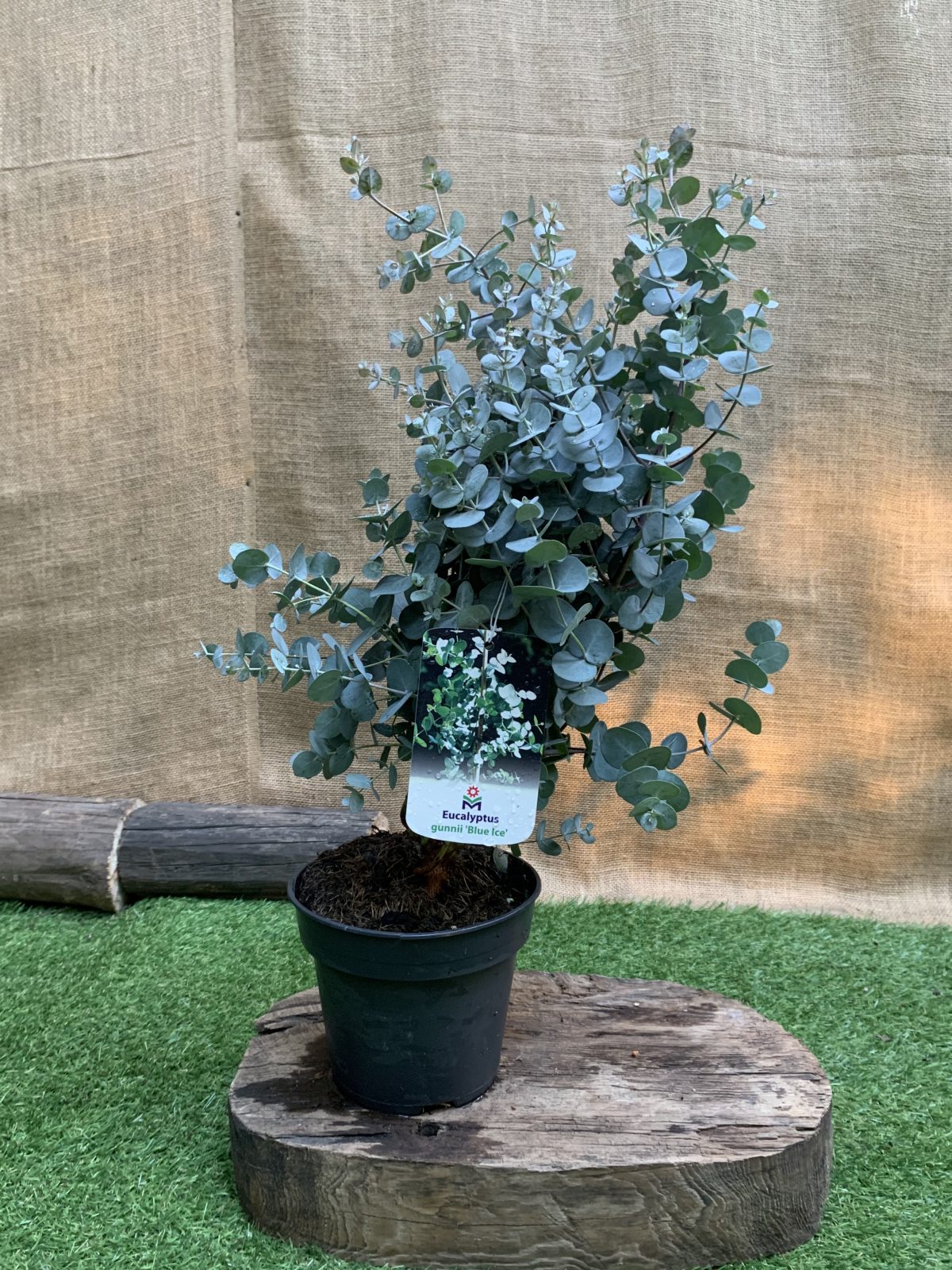 Евкаліпт Ганна Блакитний (Eucalyptus Gunni)