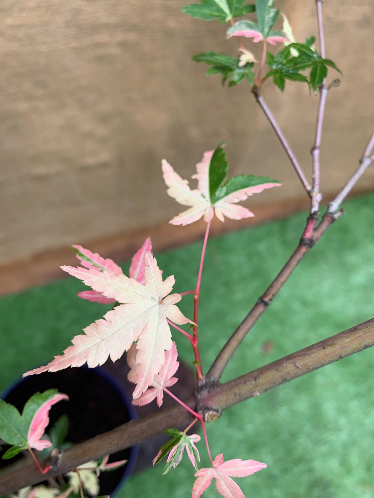 Японський клен Japanese maple, acer palmatum Orido Nishiki