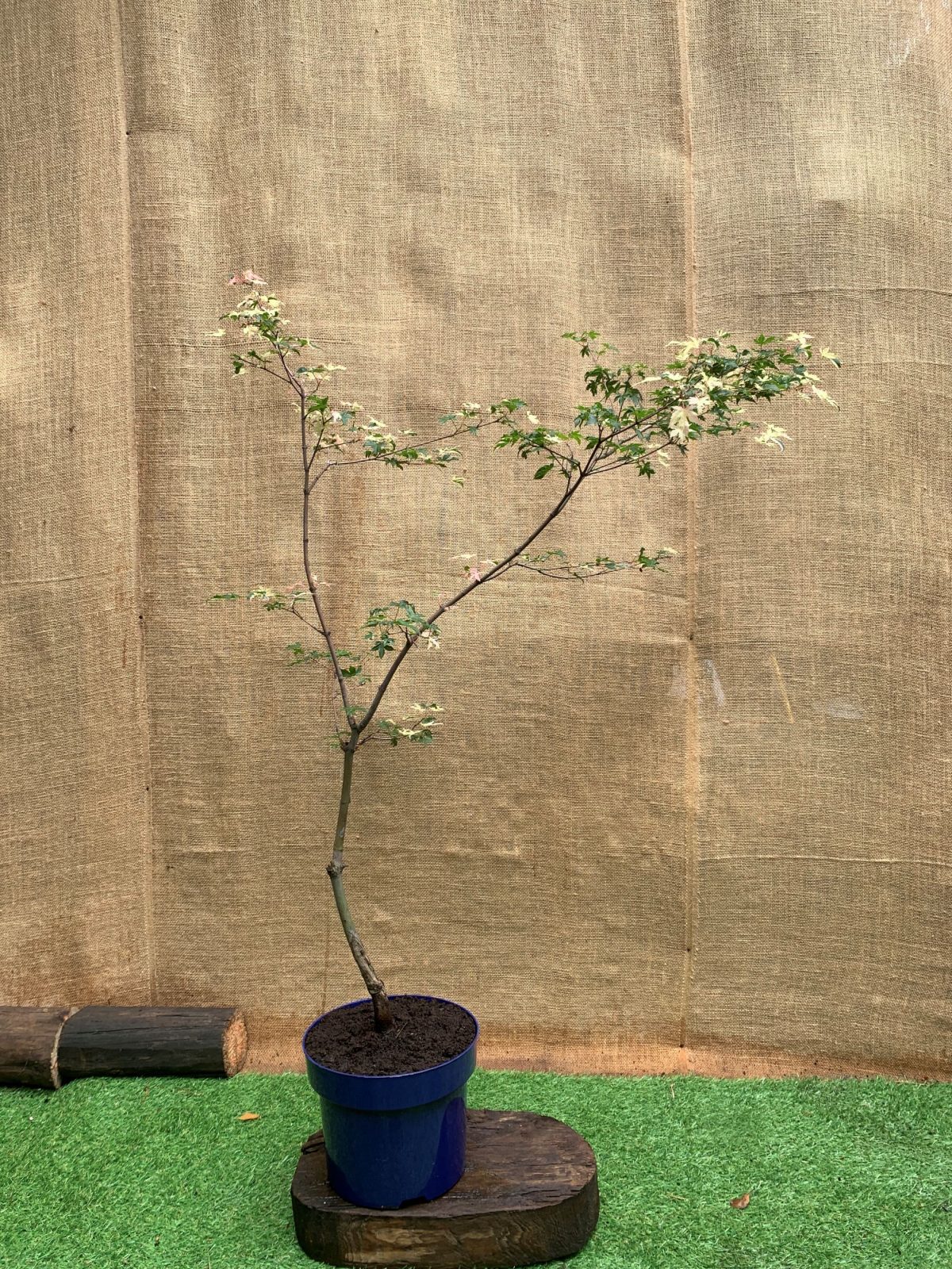 Японський клен Japanese maple, acer palmatum Orido Nishiki