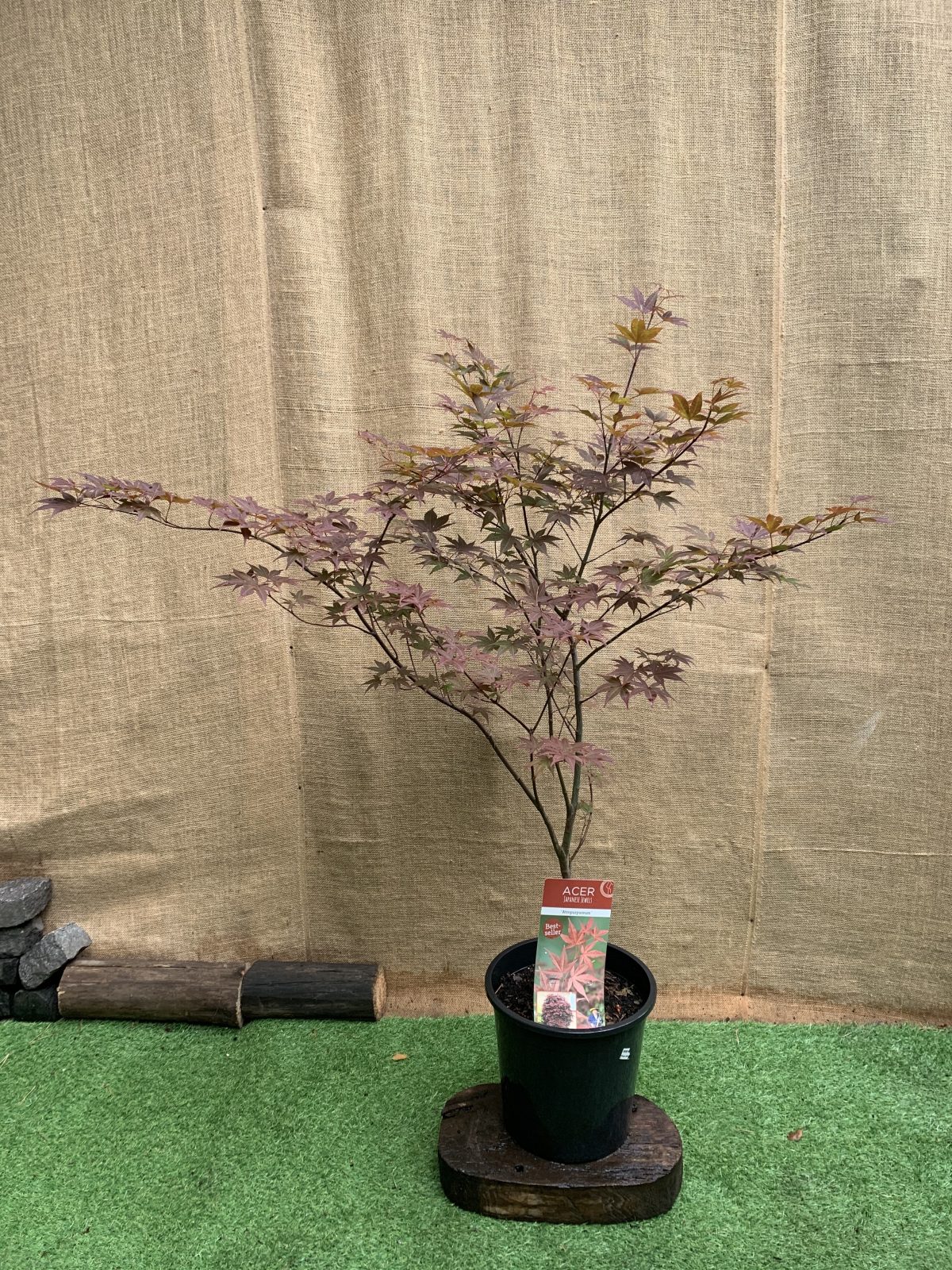 Японський клен Japanese maple, acer palmatum Atropurpureum