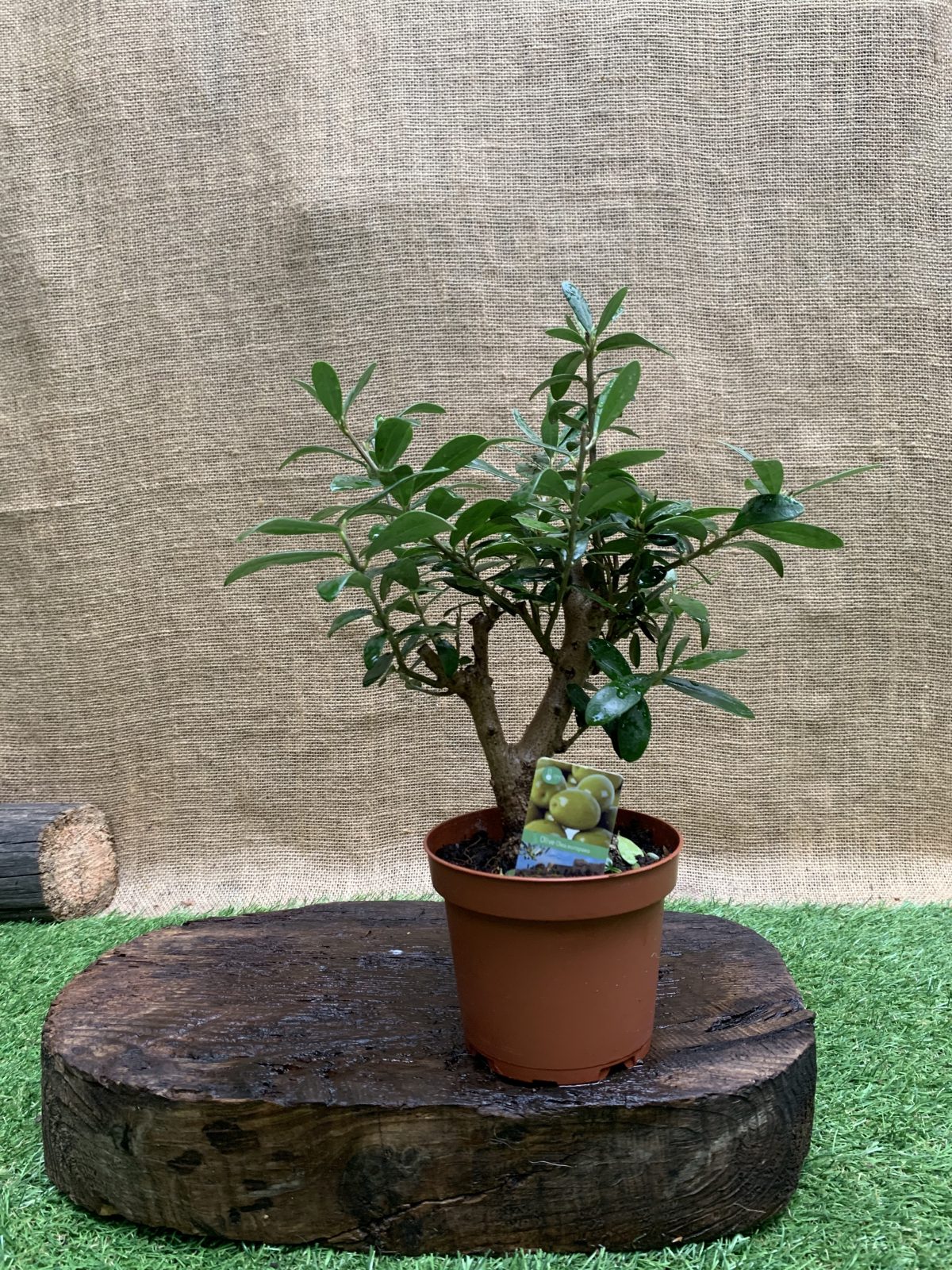 Оливковe дерево mini-stem