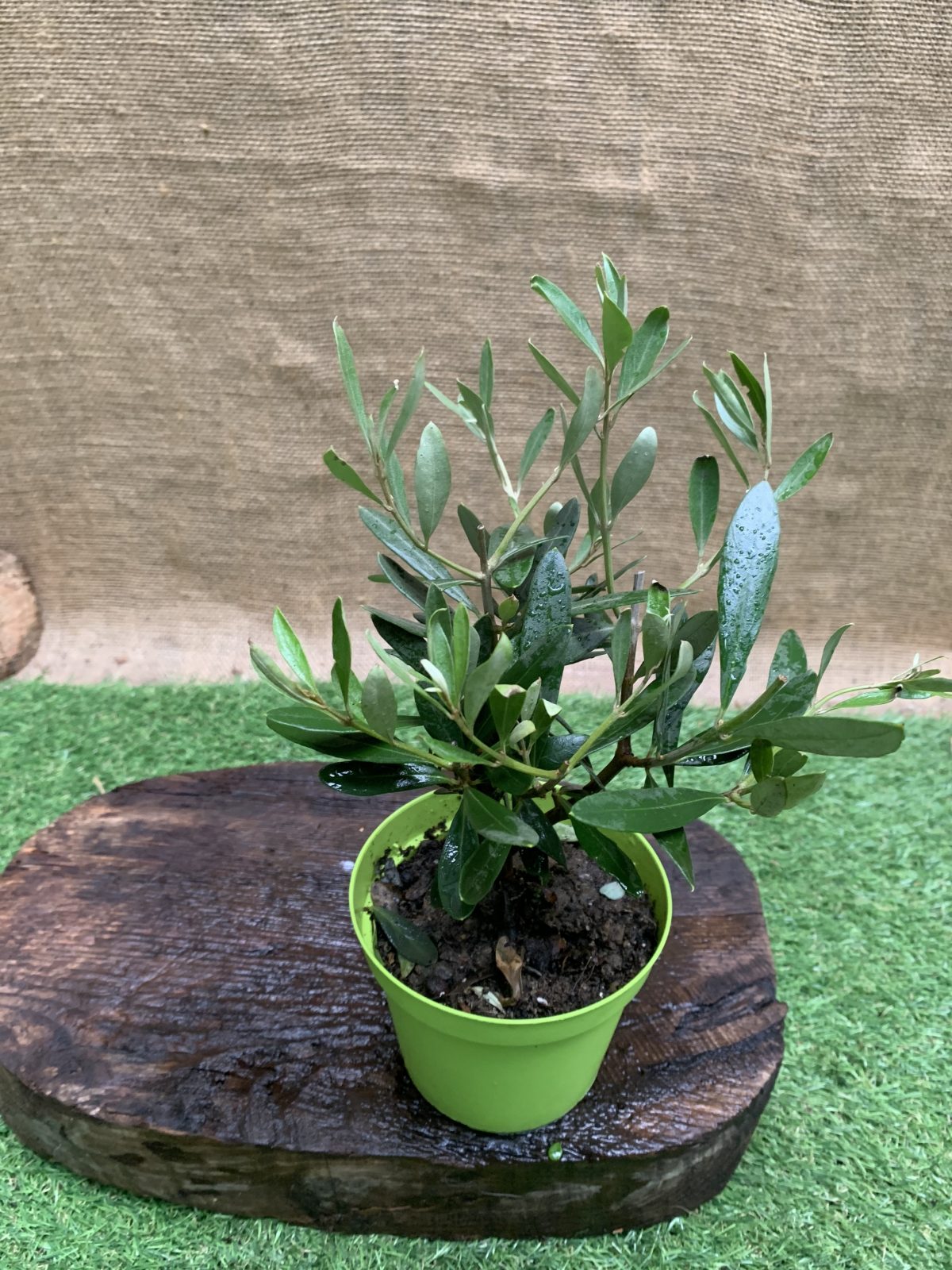 Оливковe дерево mini-stem Olea europaea