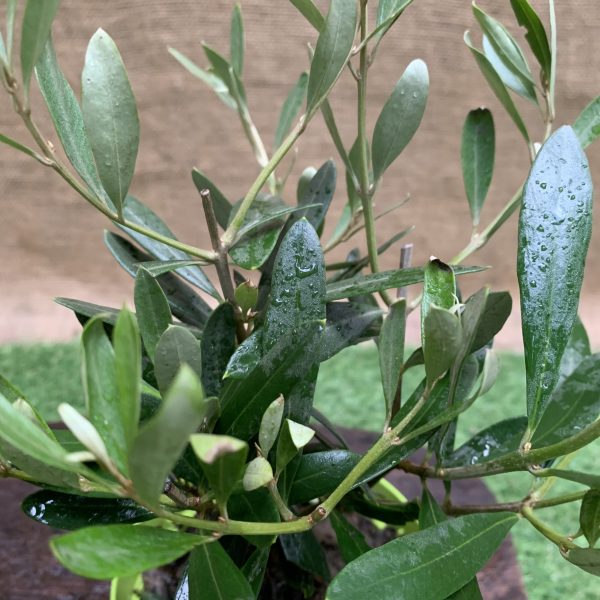 Оливковe дерево mini-stem Olea europaea