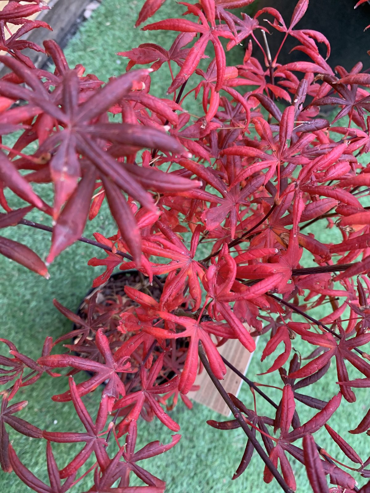 Японський клен Japanese maple, acer palmatum Starfish Rounded Leaves