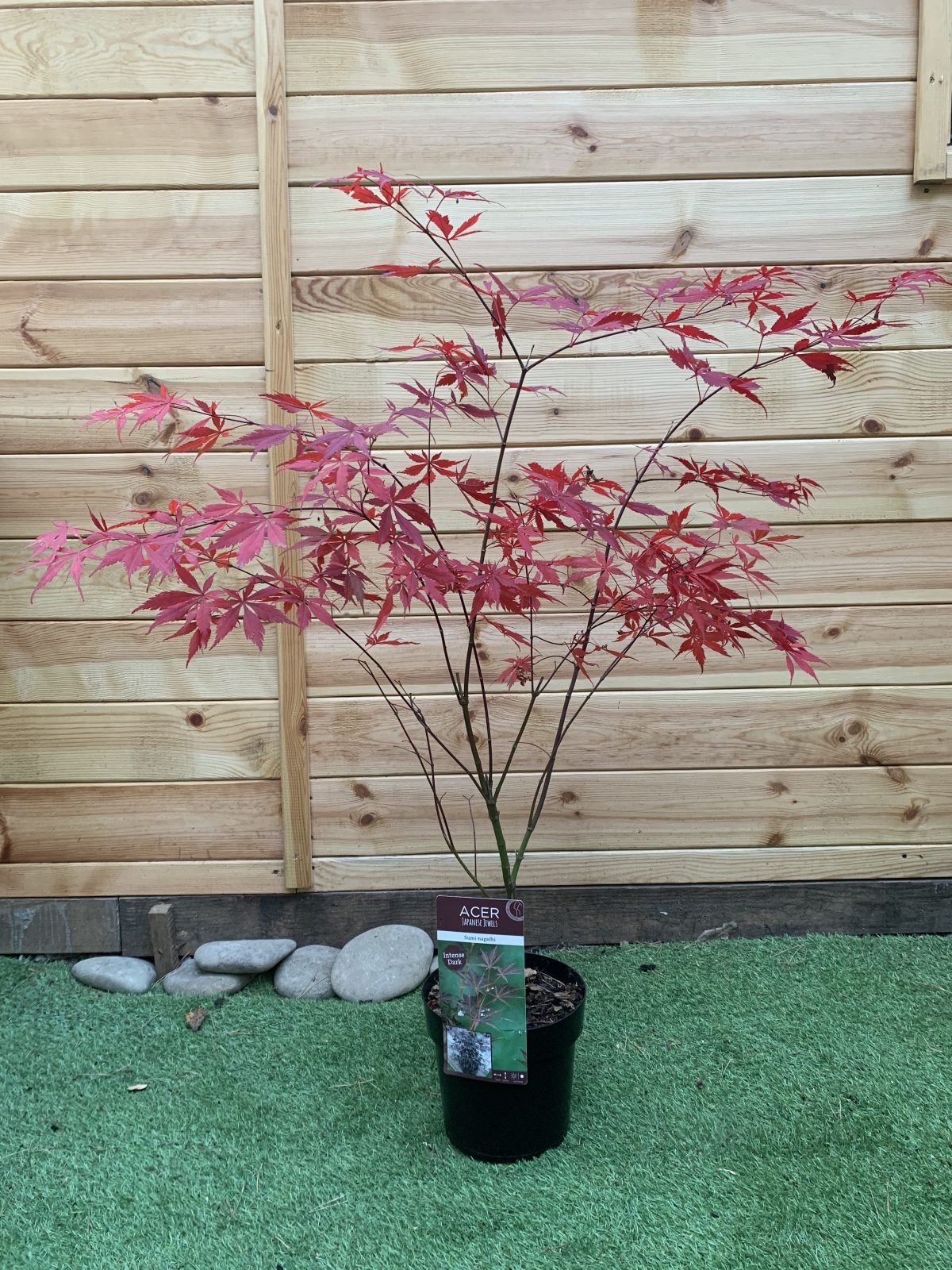 Японський клен Japanese maple, acer palmatum Sumi-nagashi