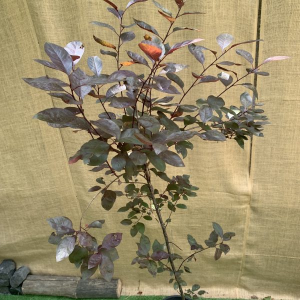 Слива Піссарді Prunus cerasifera Pissardii