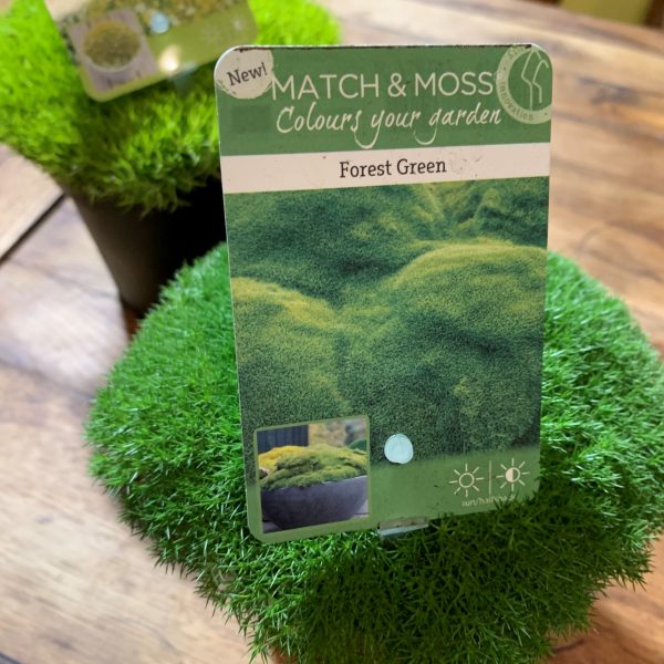 Живий Мох (Match & Moss Forest Green®)