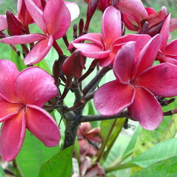 Плюмерія Hawaiian Plumeria Ruby