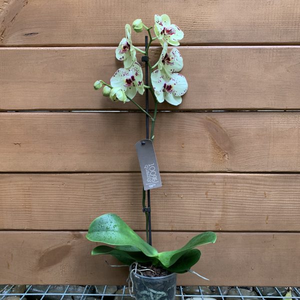 Орхідея Phalaenopsis Girona, 1 гілка