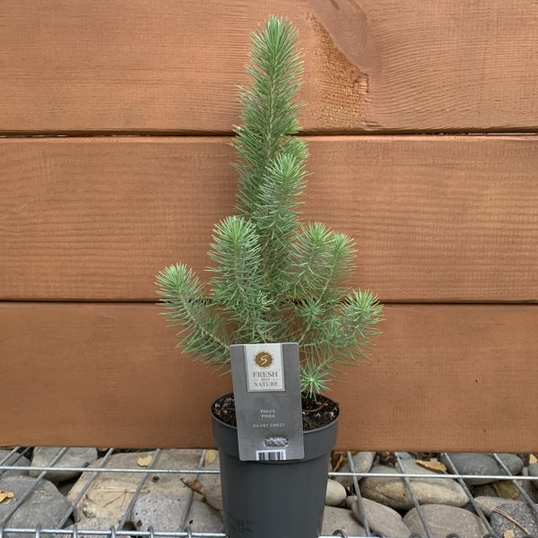 Італійська сосна Пінія Pinus pinea