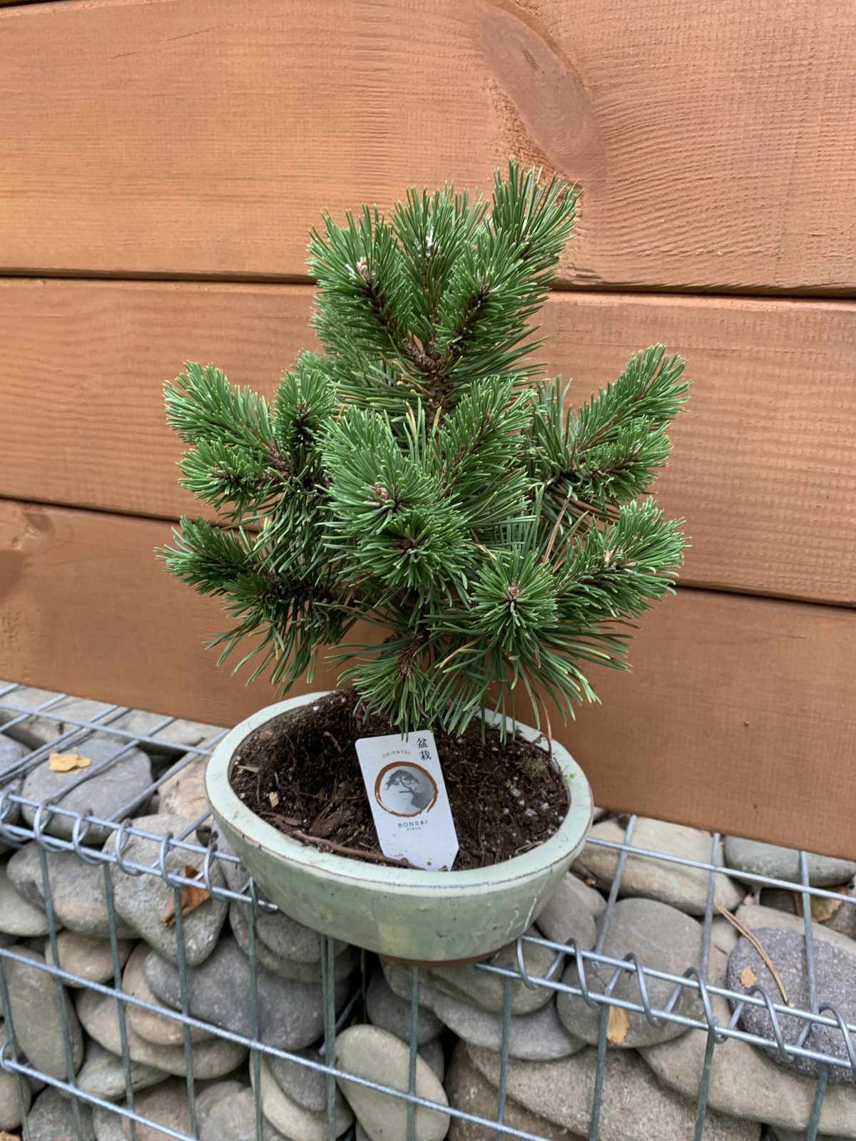 Бонсай Японська сосна Bonsai Pinus thunbergii