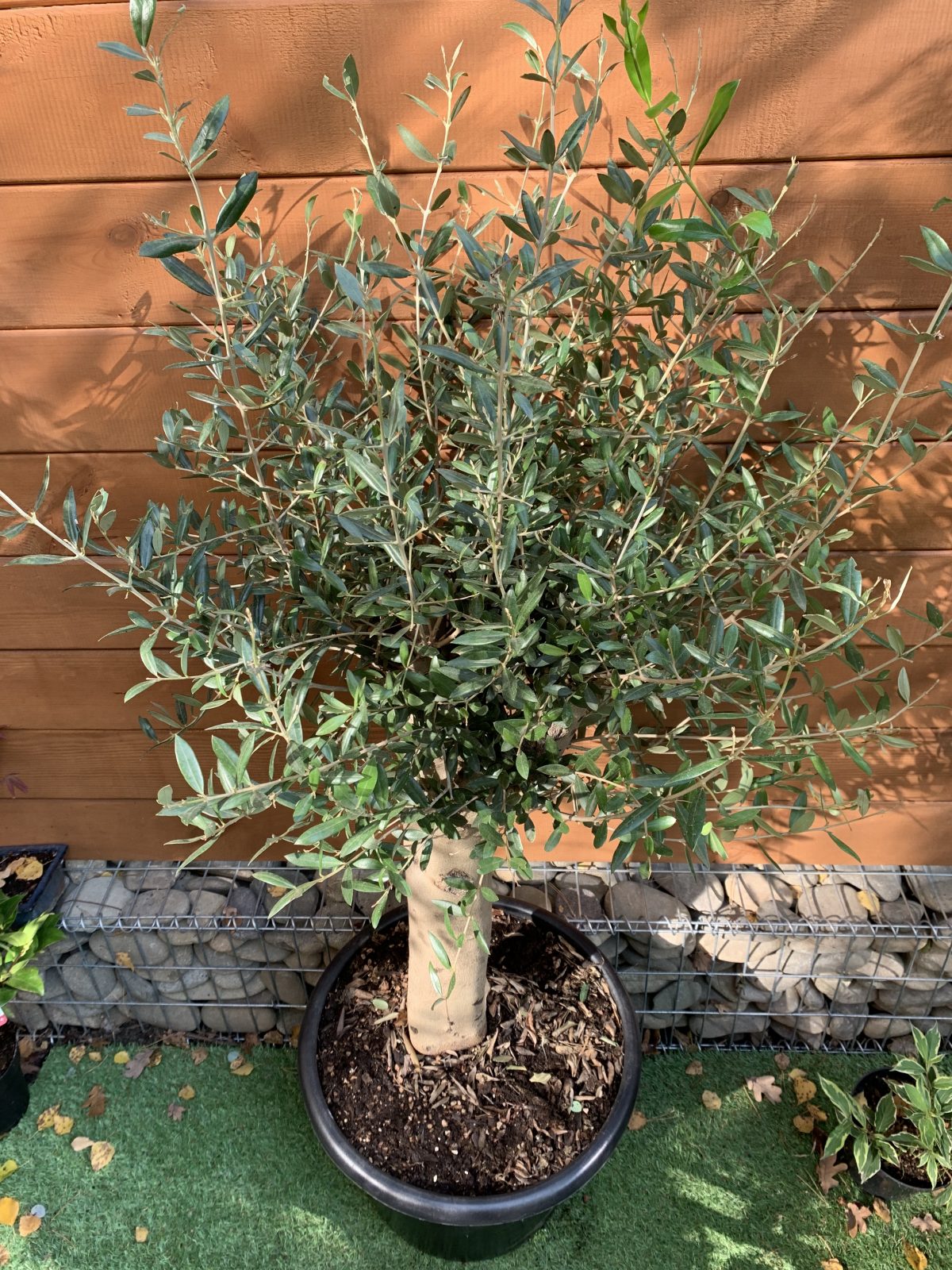 Оливкове дерево Olea europaea