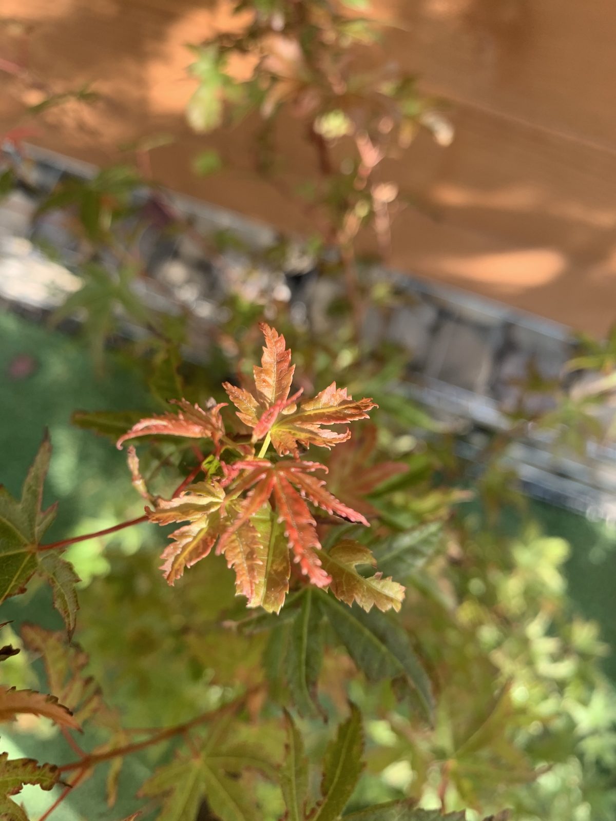 Японський клен Japanese maple, acer palmatum Phoenix