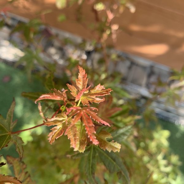 Японський клен Japanese maple, acer palmatum Phoenix