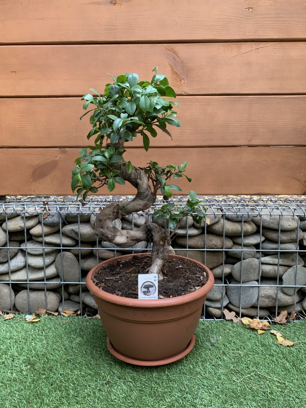 Фікус Бонсай Bonsai Ficus