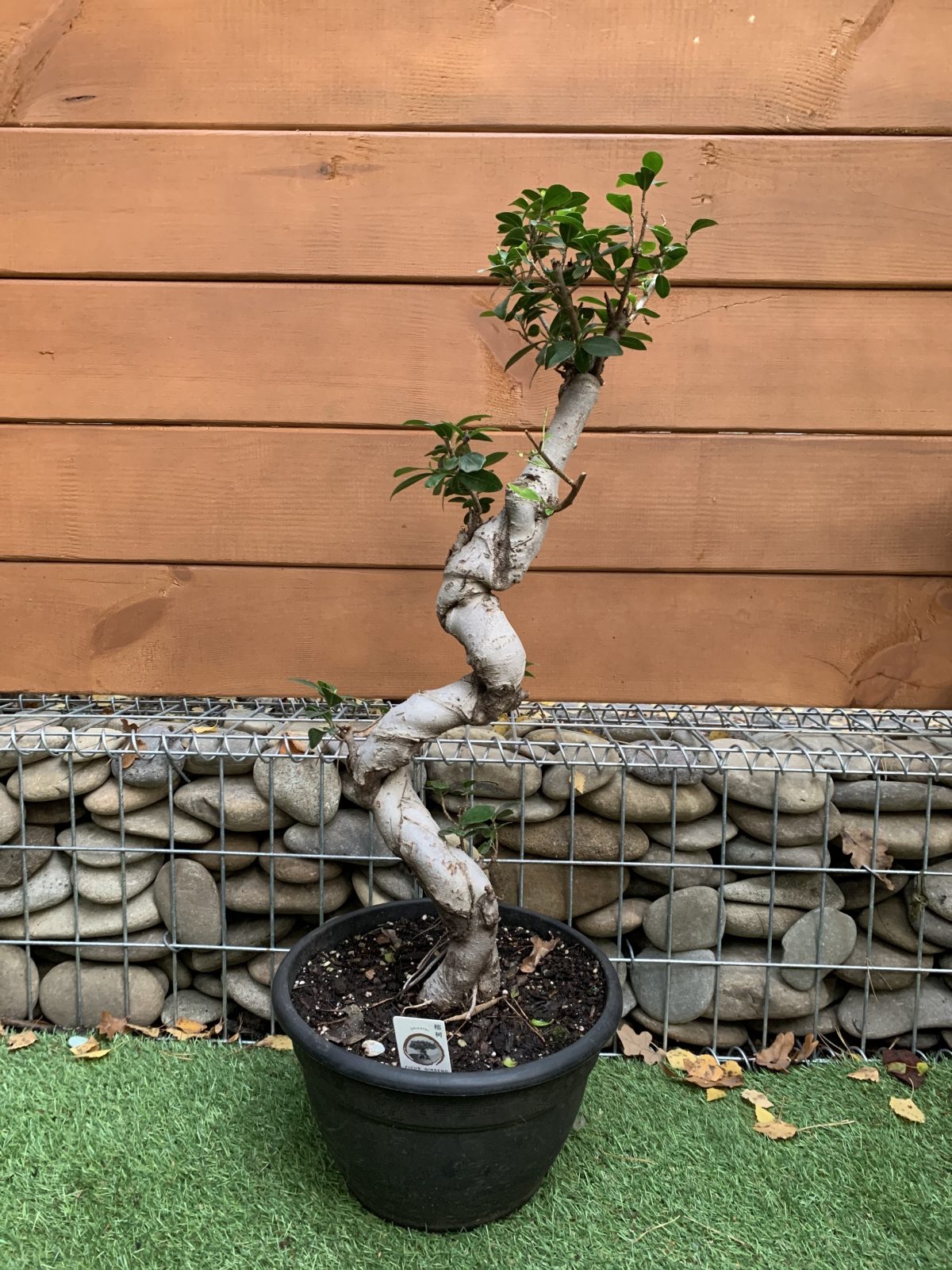 Фікус Бонсай Bonsai Ficus 80 см