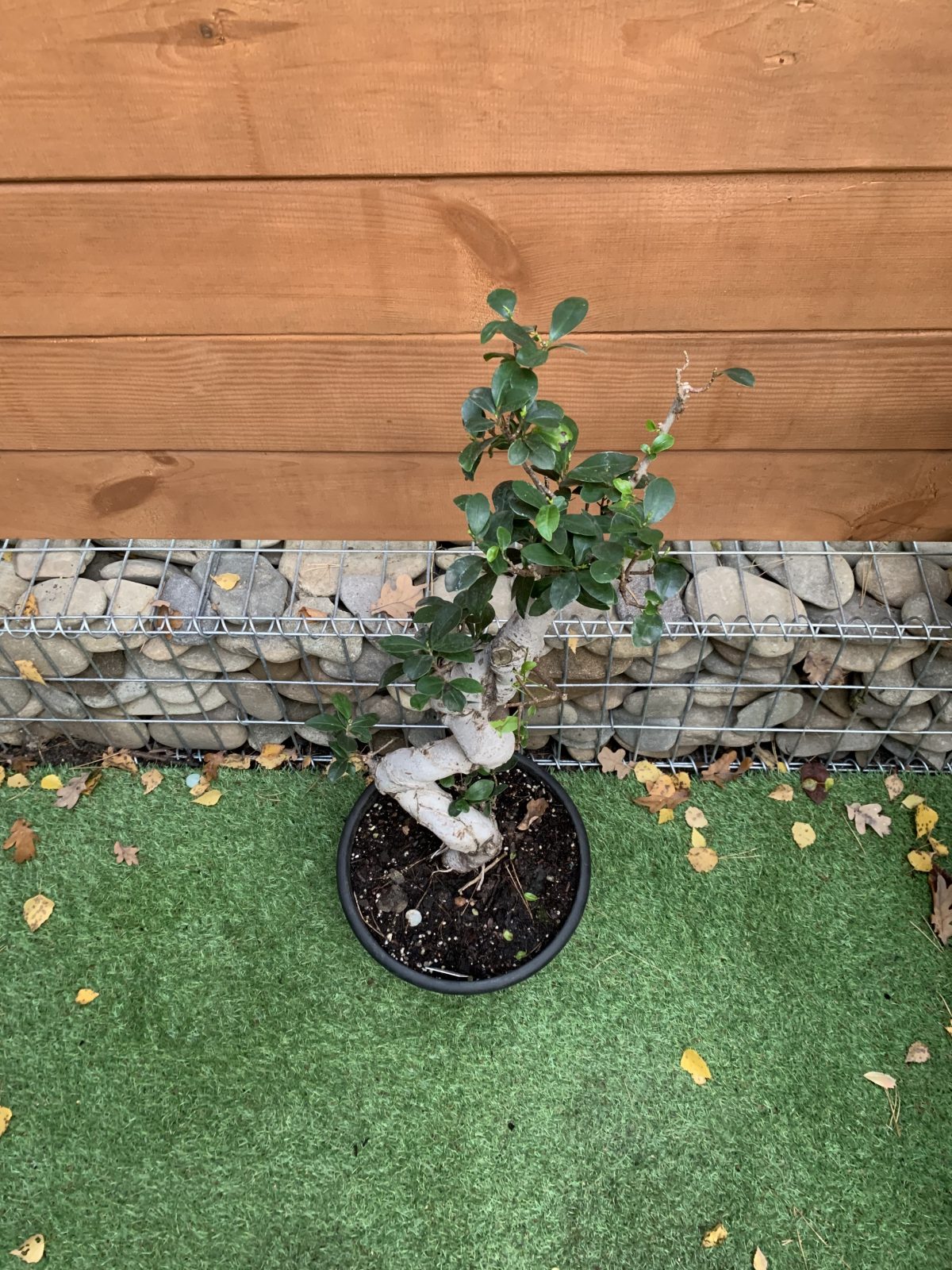 Фікус Бонсай Bonsai Ficus 80 см