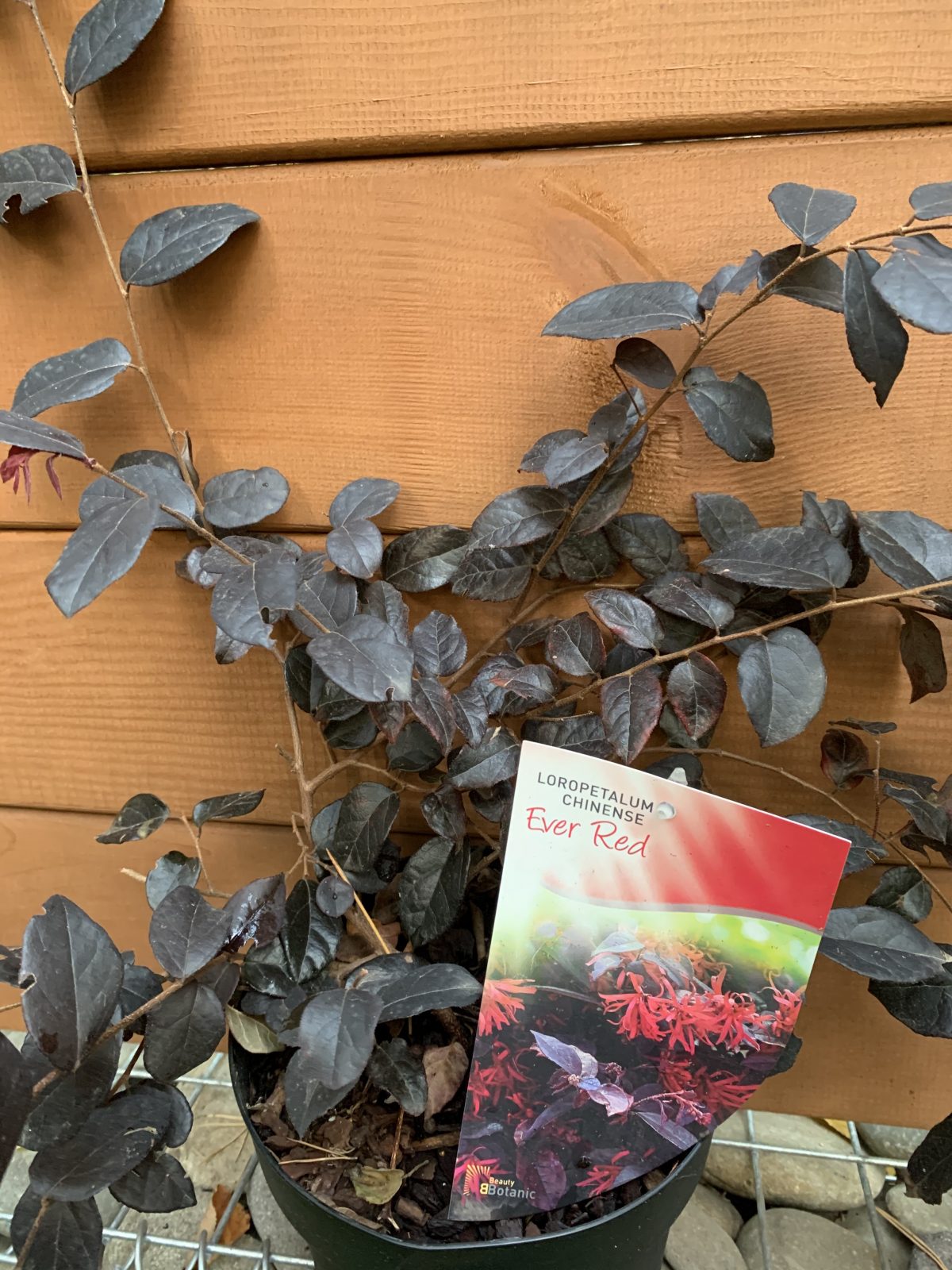 Лоропеталум китайский (Loropetalum chinense) Ever Red