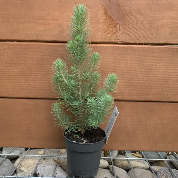 Італійська сосна Пінія Pinus pinea