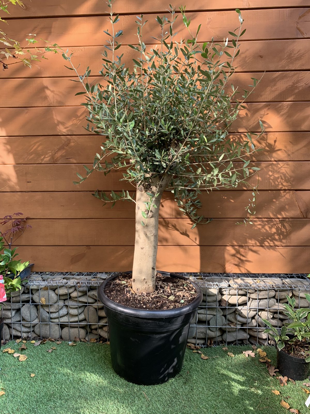Оливкове дерево Olea europaea