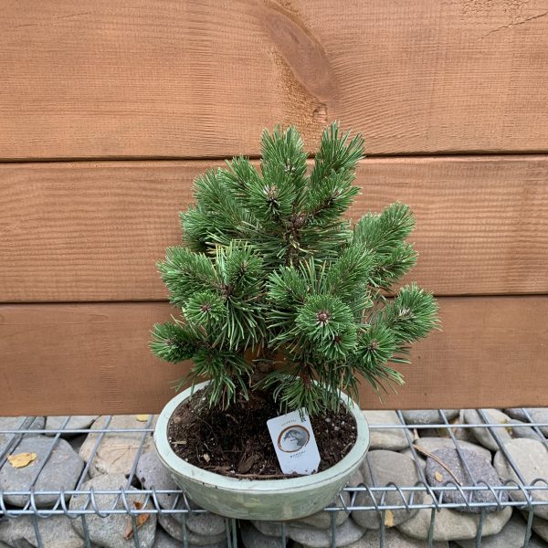 Бонсай Японська сосна Bonsai Pinus thunbergii