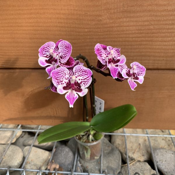 Орхідея Phalaenopsis Big Lip, 2 гілки