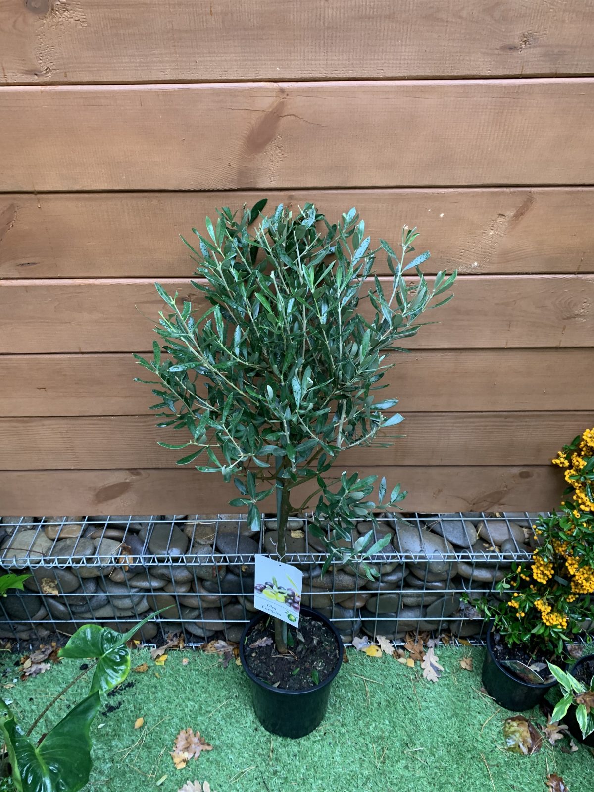 Оливкове дерево Olea europaea об`єм горщика 1л, 5 л