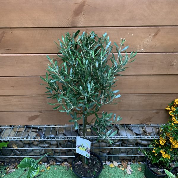 Оливкове дерево Olea europaea об`єм горщика 1л, 5 л
