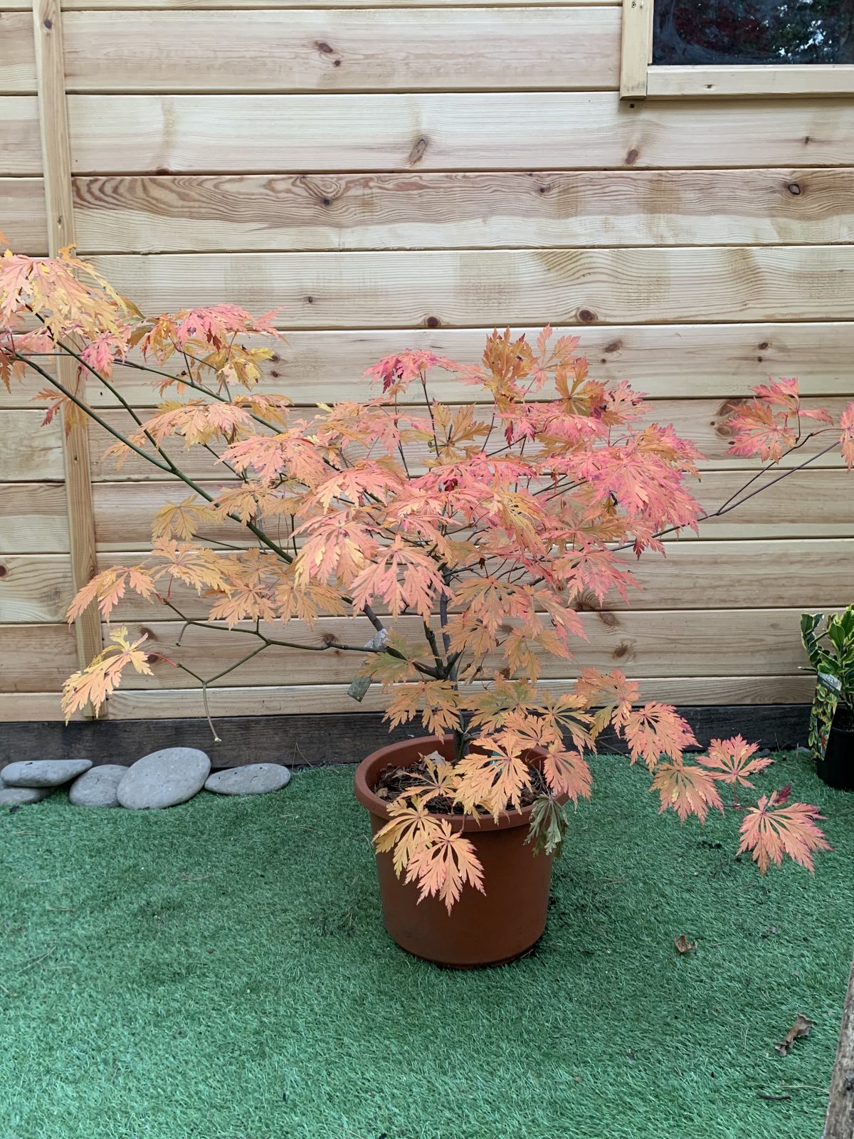 Японський клен Acer Palmatum Aconitifilium