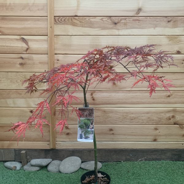 Японський клен (Japanese maple, acer palmatum)