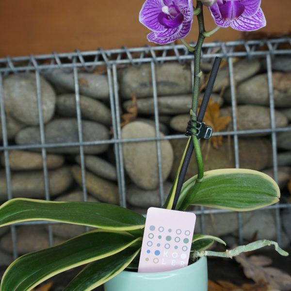 Міні Орхідея Фаленопсіс в керамічному горщику