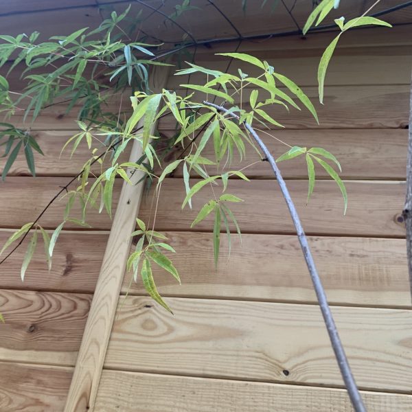 Китайський клен Acer Pentaphyllum
